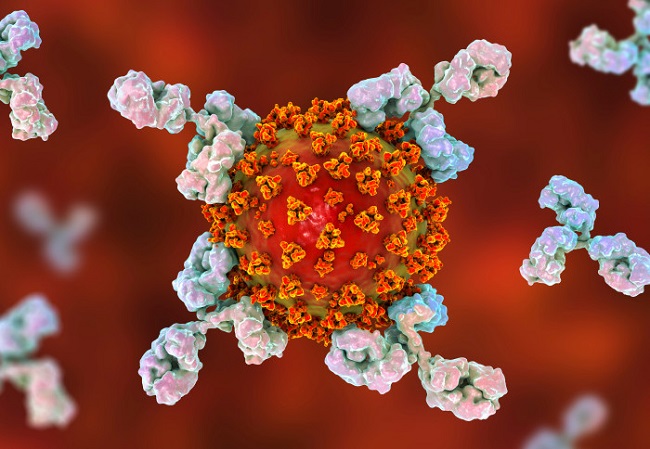 Immunity To The Coronavirus May Persist For Years Scientists Find