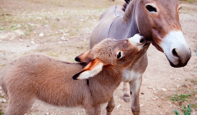 What is the Name For The Offspring of a Male Donkey And a Female Horse?