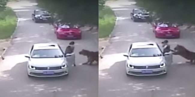 Woman Mauled to Death By Tiger in Beijing Animal Park